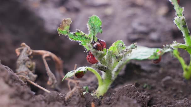 科罗拉多马铃薯甲虫的幼虫完全吃掉了马铃薯灌木的叶子 非常接近 昆虫破坏农作物 高质量的4K镜头 — 图库视频影像