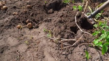 Topraktan kısır bir patates çeşidi çıkarılıyor. Kötü beyaz patates hasadı. Verimsiz topraklar. Yüksek kalite 4k görüntü