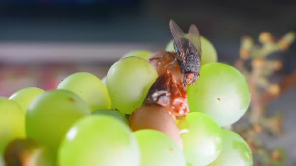 Moucha Živí Zkaženými Vinnými Hrozny Zblízka Shnilé Zelené Hrozny Vysoce — Stock video
