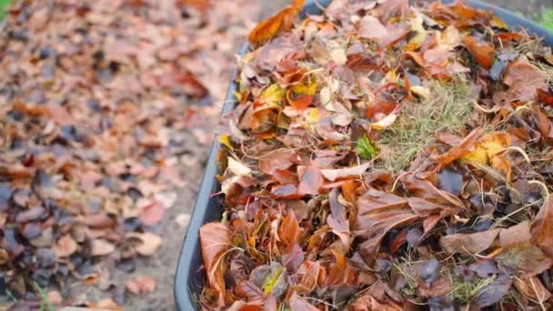 庭の車列と庭のベッドの木からの葉 秋には庭で働く 園芸での落ち葉の使用 高品質のフルHd映像 — ストック動画