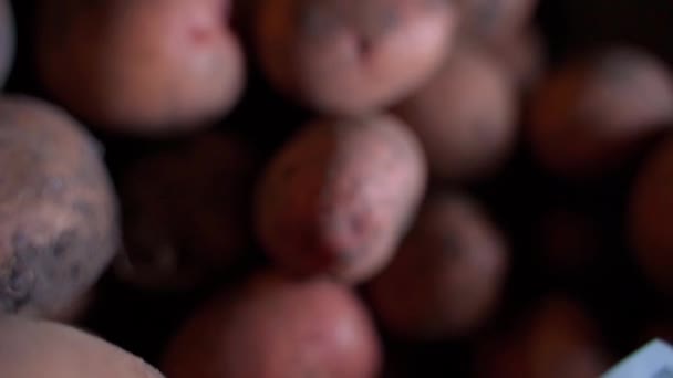 Втрата Вирощуванні Картоплі Сто Доларів Коробках Червоною Картоплею Крупним Планом — стокове відео