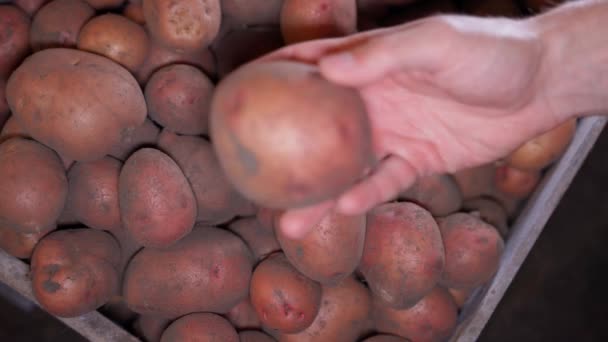 감자의 사진을 줍니다 품질의 고품질 — 비디오