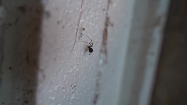 聚苯乙烯泡沫隔热材料上的黑色小蜘蛛 优质Fullhd影片 — 图库视频影像