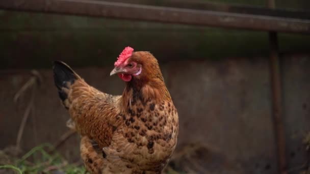 若い痩せた茶色の鶏が通りの近くに立っている 高品質のフルHd映像 — ストック動画