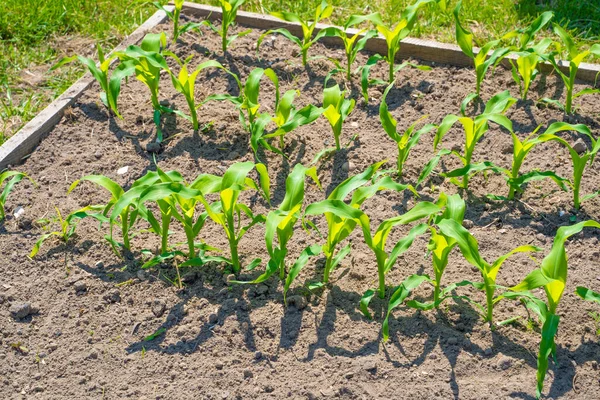 Jonge Maïsspruiten Groeien Een Tuinbed Bij Zonnig Zomerweer — Stockfoto