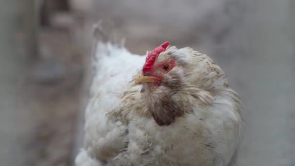 Ένα Μεγάλο Χνουδωτό Λευκό Κοτόπουλο Κοιτά Από Κοντά Τις Κάμερες — Αρχείο Βίντεο