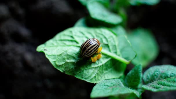 Escarabajo Patata Colorado Pone Huevos Primer Plano Hoja Verde Imágenes — Vídeo de stock