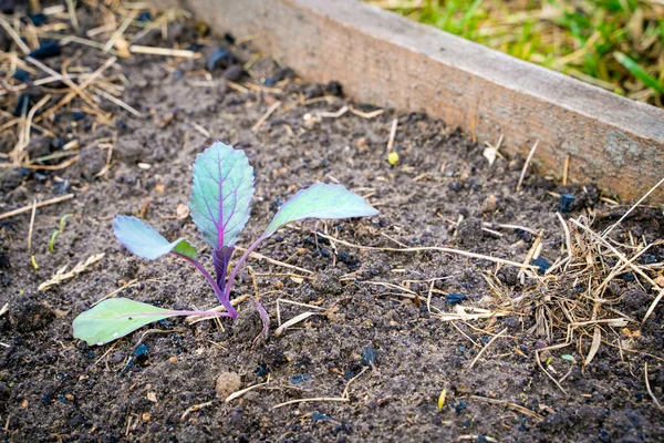 赤いキャベツの苗は庭のベッド クローズアップで成長します 家庭菜園で栽培される野菜 — ストック写真