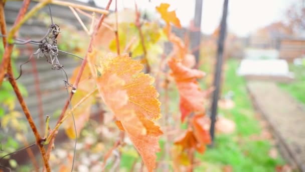 秋天的特写是橙色葡萄园的叶子 优质Fullhd影片 — 图库视频影像