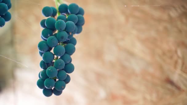 Eine Traube Blauer Trauben Die Aus Nächster Nähe Geschnitten Wird — Stockvideo