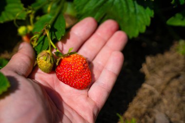 Bir el, yakın plantasyonda sulu, kırmızı, olgun bir çileğe dokunur. Çilek topluyorum.