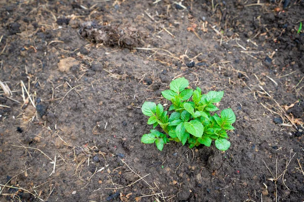 Перші Паростки Вирощування Картоплі Саду Крупним Планом — стокове фото