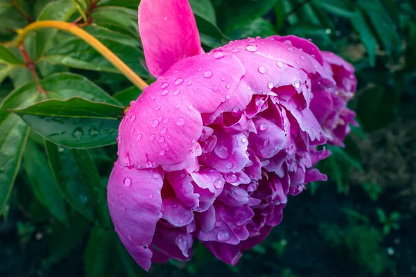 Grande Flor Peônia Rosa Após Chuva Gotas Água Fechar — Fotografia de Stock