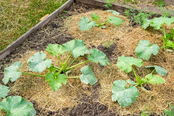 Taman Tidur Dengan Tumbuh Muda Zucchini Tanah Ditutupi Dengan Rumputan — Stok Foto