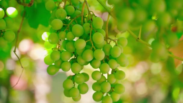 緑のブドウ果実は ぼやけた背景のブドウ畑のクローズアップで成長します 滑らかなカメラの動き 高品質のフルHd映像 — ストック動画