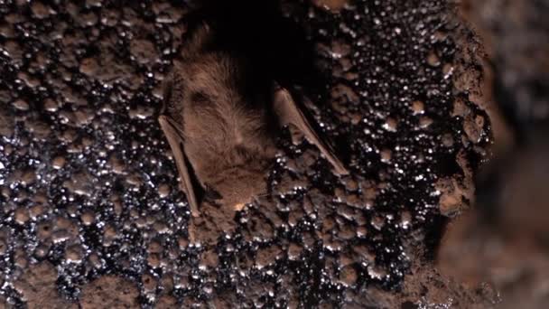 Chimney Wall Solid Fuel Boiler Bat Sleep Mode Close High — Stock Video