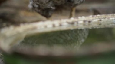 Çürük bir tavuktaki yansımadan yakın çekim kamera geçişi. Sakallı faverolle tavuğu. Yüksek kaliteli FullHD görüntüler