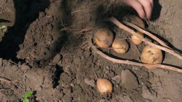 Bahçede Beyaz Patates Hasadı Patates Çalısı Topraktan Bir Kürekle Kazılır — Stok video