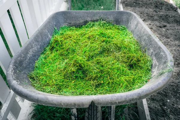 Bahçedeki el arabasında çimlerden taze kesilmiş yeşil çimenler. Saman tarlası yapmak için kesilmiş çimenleri kullanmak.