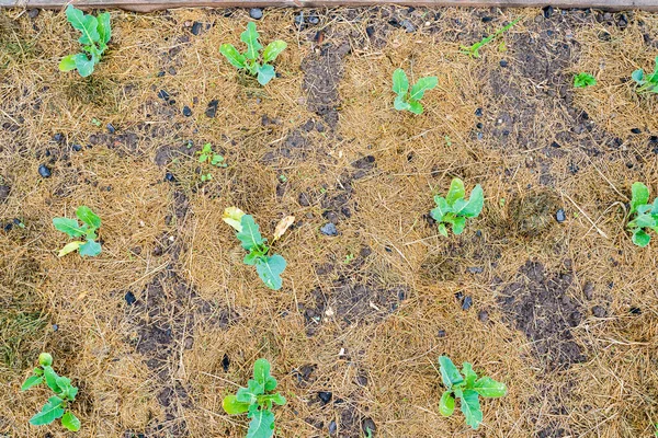 花椰菜幼苗种植在整洁的花园床上 覆盖着干草 从上面看 — 图库照片