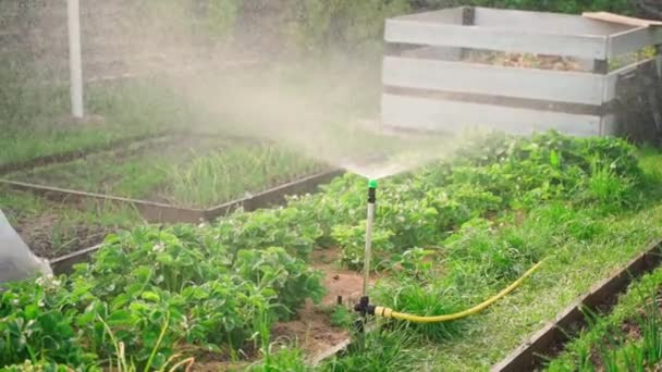 Abends Bewässerung Mit Einer Sprinkleranlage Beete Mit Wachsenden Erdbeeren Hochwertige — Stockvideo