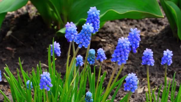 Schöne Blaue Muscari Blüten Wiegen Sich Wind Aus Nächster Nähe — Stockvideo