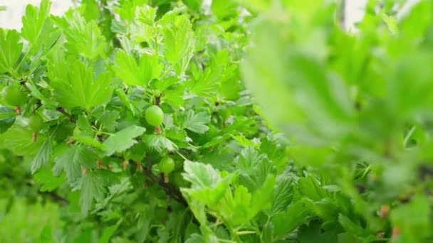Arbusto Uva Spina Con Bacche Acide Verdi Tempo Ventoso Primo — Video Stock