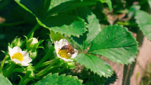 Uma Abelha Sobe Uma Flor Close Morango Florescente Polinização Morangos — Vídeo de Stock