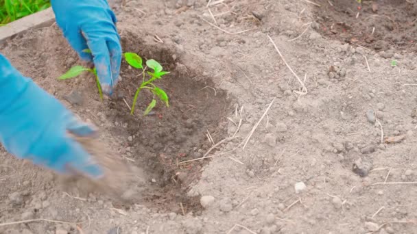 在花园床上的一个湿润的洞里种植甜椒幼苗 手戴橡胶手套 种植幼小的胡椒芽 高质量的4K镜头 — 图库视频影像