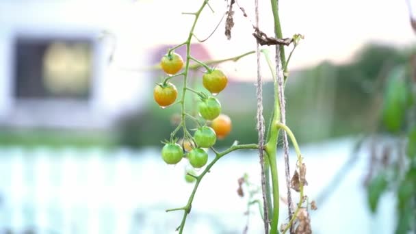 Zelená Cherry Rajčata Rostou Domácí Zahradě Zblízka Rozmazaném Pozadí Vysoce — Stock video