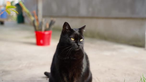 美丽的黑猫特写在模糊的背景上 优质Fullhd影片 — 图库视频影像