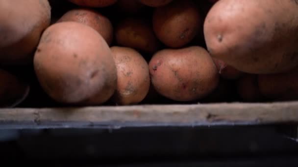 暗闇の中で収穫されたジャガイモと箱 倉庫のジャガイモのドル札 野菜の価格の上昇 高品質のフルHd映像 — ストック動画