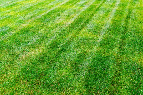 Well-groomed cut lawn of saturated green color. Quality grass for ornamental lawn