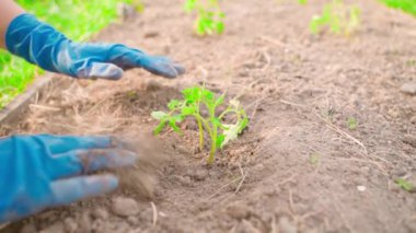 Bahçe toprağına filizlenmiş bir domates tohumu ekiliyor, yakın plan. Mavi lastik eldivenli eller dikkatlice toprağa fideleri naklediyor. Yüksek kaliteli FullHD görüntüler