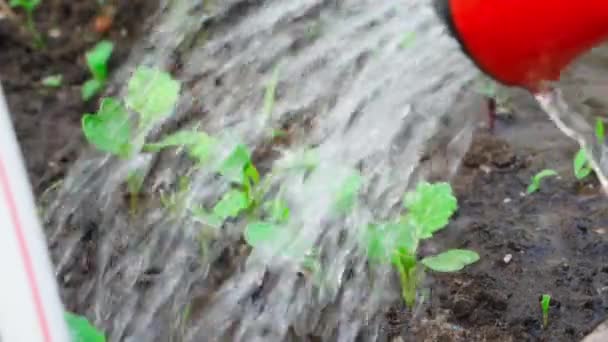 Annaffiamento Piantine Broccoli Cavolfiore Che Crescono Una Serra Primo Piano — Video Stock