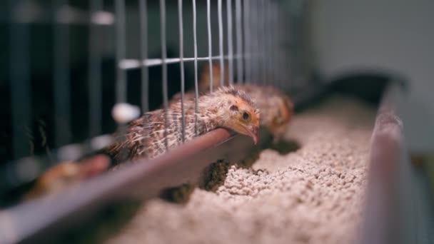 Small Young Quails Pharaoh Breed Eat Compound Feed Feeder Cage — Stock Video