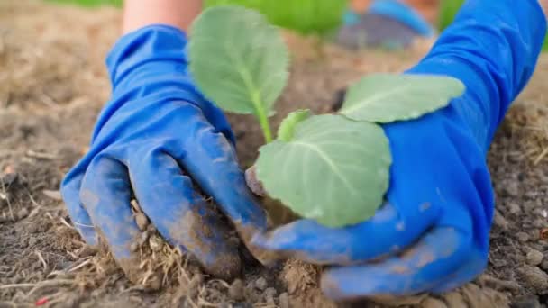 Zahradní Půdě Zblízka Vysázejí Klíčící Sazenice Bílého Zelí Ruce Modrých — Stock video