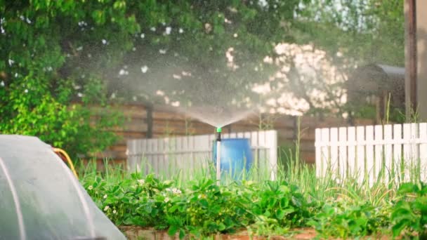 Akşam Vakti Bahçeyi Verimli Bir Fıskiyeyle Sulamak Sıcak Bir Yaz — Stok video