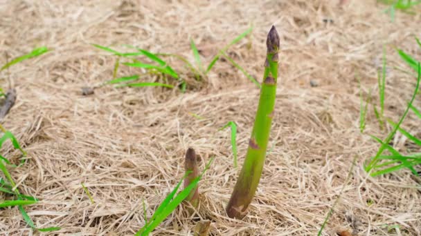 Una Mano Raccoglie Germoglio Maturo Asparagi Verdi Che Crescono Letto — Video Stock
