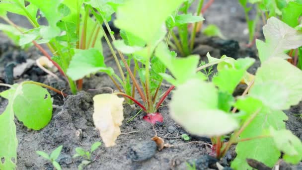 Bed Growing Red Radish Close Ripening Red Root Crop Soil — Stock Video