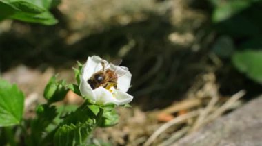 Bir arı çiçekli bir çileği döller ve yakın çekim, yavaş çekim uçar. Yüksek kaliteli FullHD görüntüler