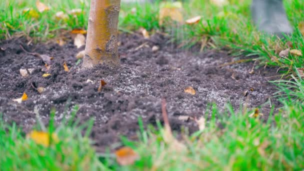Κοκκώδες Λίπασμα Απλώνεται Στο Έδαφος Κάτω Από Ένα Νεαρό Δέντρο — Αρχείο Βίντεο
