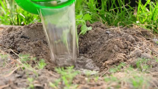 Water Poured Hole Tomato Seedling Plentiful Watering Planting Tomato Seedlings — Stock Video
