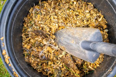 Yakından talaş tozuyla karıştırılmış plastik kova ve kuş pisliği. Gübreleme ve bahçe toprağı gübrelemek için bıldırcın gübresinin yeniden kullanılması