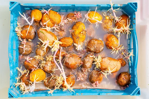 Batatas Germinadas São Embebidas Desinfetante Para Proteger Contra Doenças Fúngicas — Fotografia de Stock