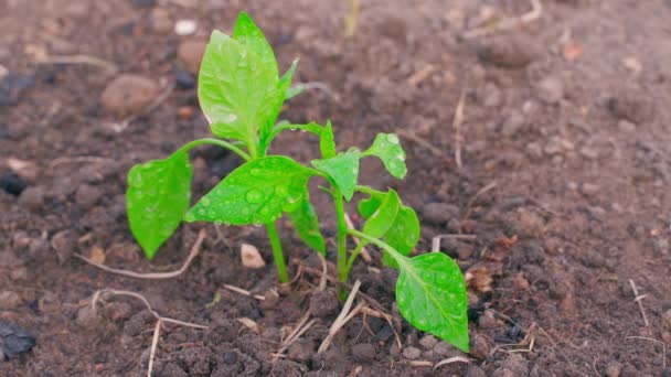 水滴に水を投げた後 ベルペッパーの豊富な苗を植えました 若い芽は庭のベッドで土壌で成長する 高品質のフルHd映像 — ストック動画