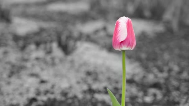 Samotny Różowy Tulipan Cesarstwa Rzymskiego Odmiana Zbliżenie Kroplach Wody Deszczu — Wideo stockowe