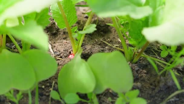 Rode Radijswortel Verstopt Zich Achter Groene Bladeren Tuin Hand Duwt — Stockvideo
