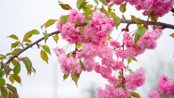 在雾蒙蒙的天气里 粉红色的樱花枝条绽放在雾蒙蒙的背景下 在风中摇曳着 高质量的4K镜头 — 图库视频影像