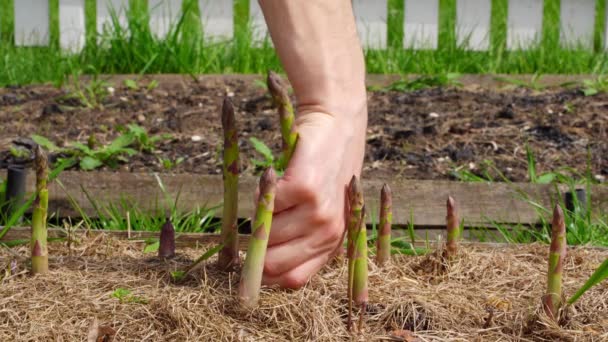 Raccolta Asparagi Nel Giardino Casa Primo Piano Ortaggio Dietetico Prelibatezza — Video Stock